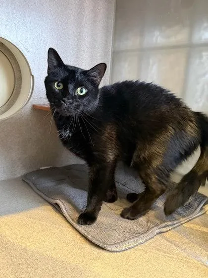 An adult medium-sized male Domestic Short Hair cat named Night for adoption in Washington, DC