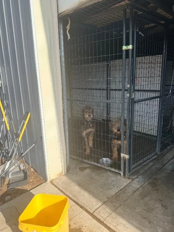 A young medium-sized male Terrier dog named Dobby for adoption in Windsor, CO