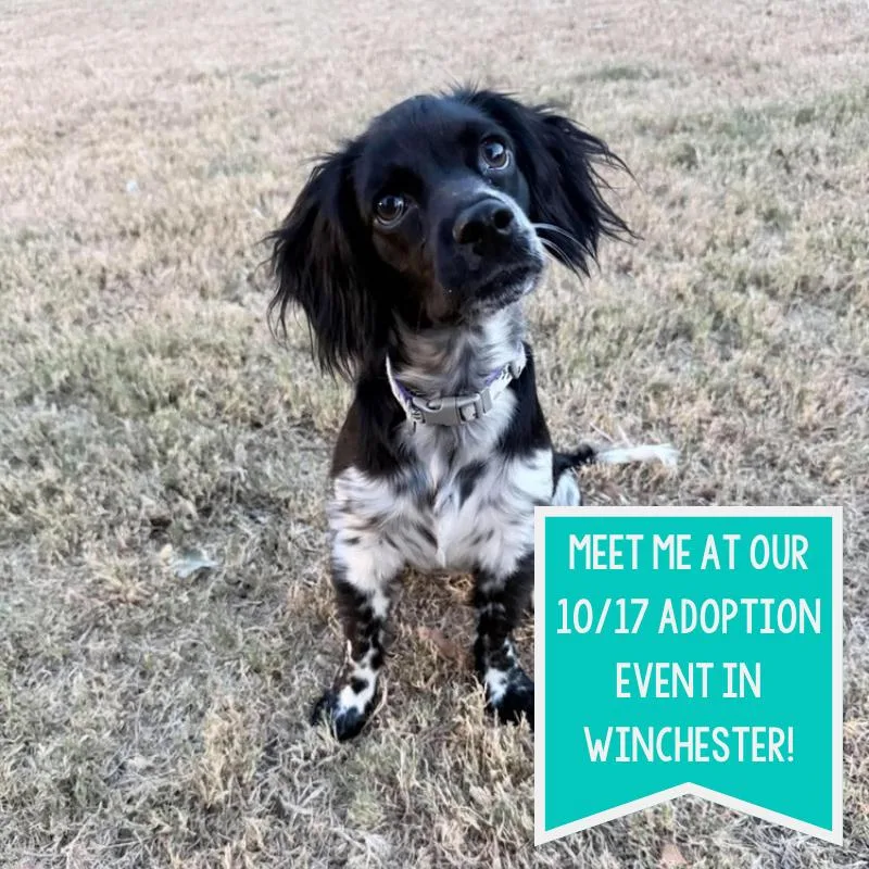 A baby small-sized female Spaniel dog named Pebbles Casa for adoption in Boston, MA