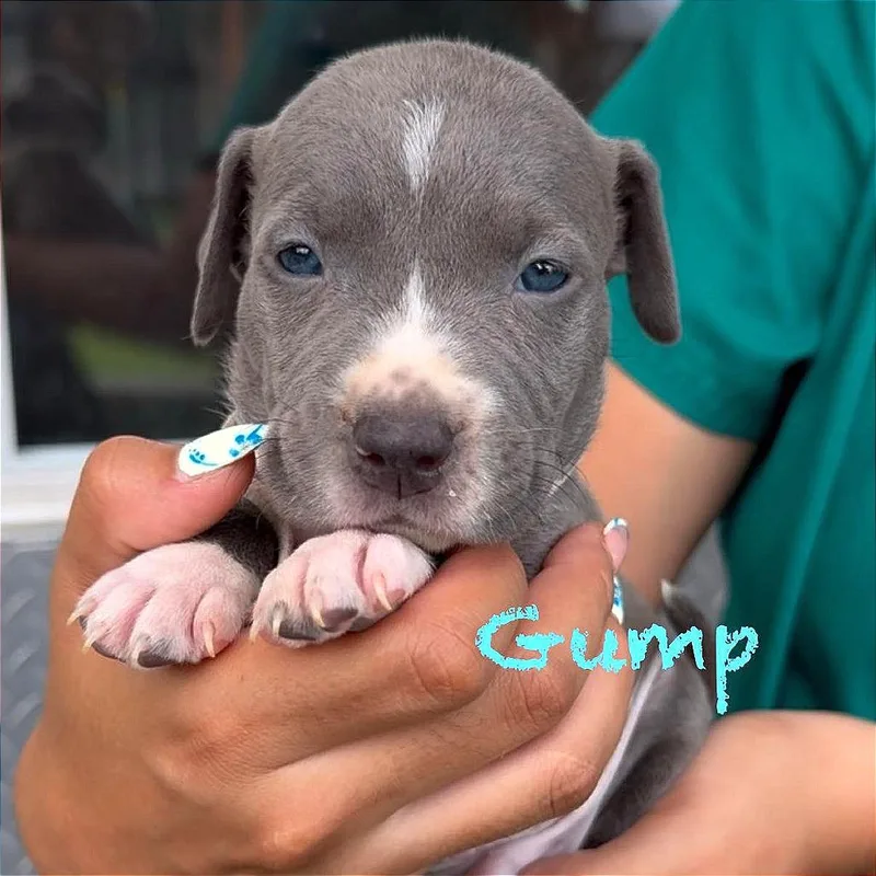 A baby medium-sized male Black American Staffordshire Terrier dog named Gump for adoption in Tampa, FL