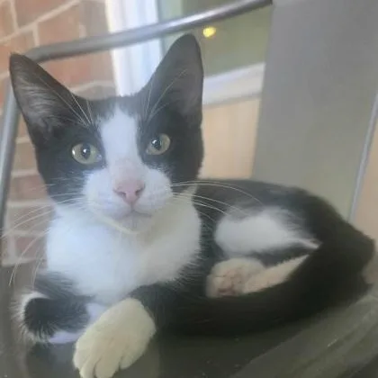 A baby medium-sized male Black & White / Tuxedo Domestic Short Hair cat named Surtur for adoption in Warr Acres, OK
