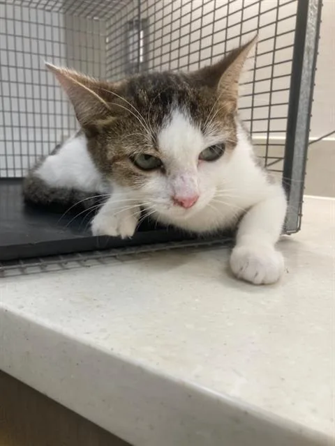 A young medium-sized female Domestic Medium Hair cat named Lexi for adoption in Baytown, TX