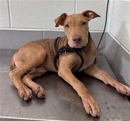 A baby medium-sized male Labrador Retriever dog named Kyle for adoption in Corpus Christi, TX