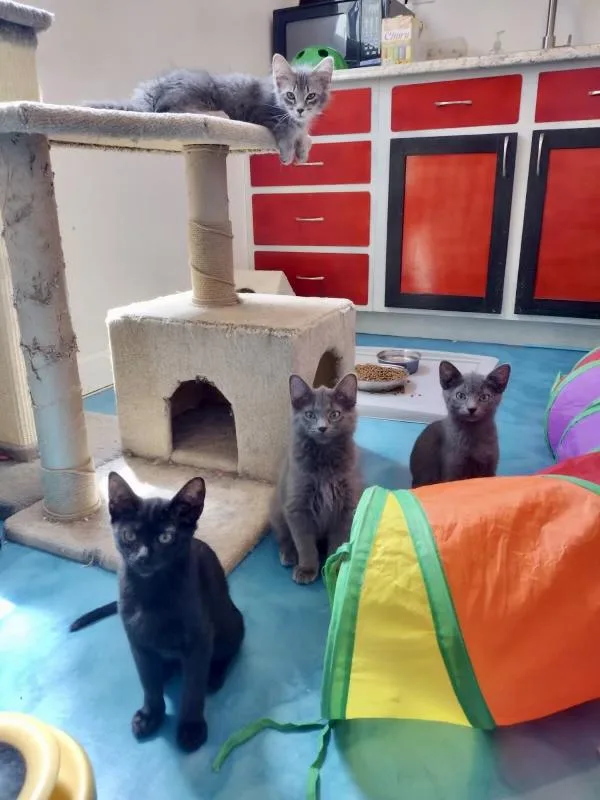 A young small-sized female Black Domestic Short Hair cat named Raven for adoption in Prescott, AZ