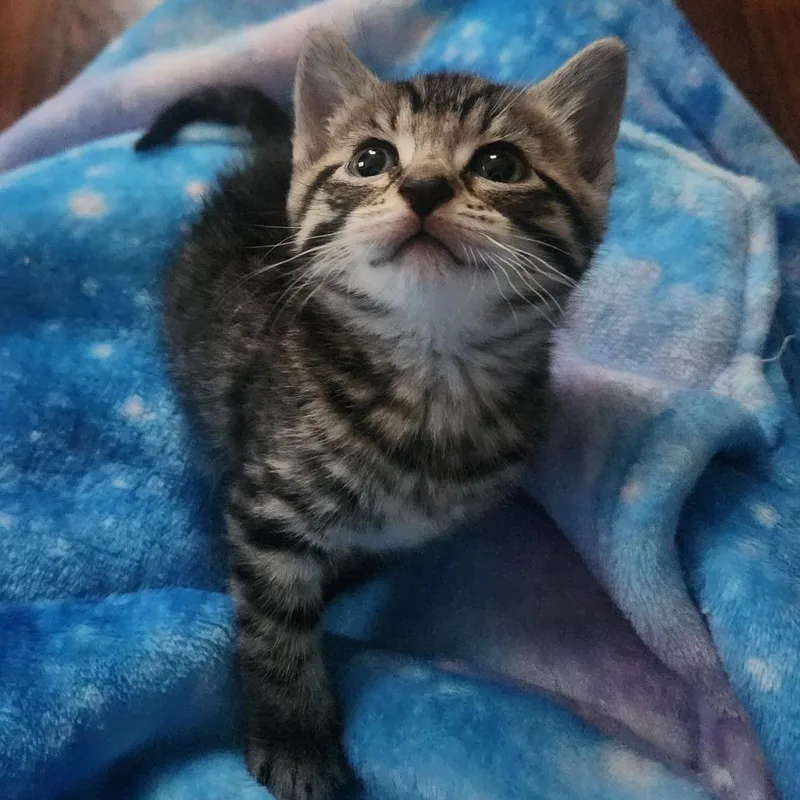 A baby small-sized female Brown / Chocolate Domestic Short Hair cat named Willow for adoption in York, PA