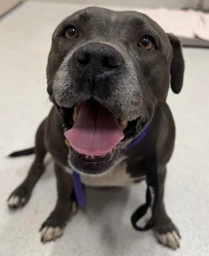 A senior large-sized female Pit Bull Terrier dog named Moana for adoption in Honolulu, HI