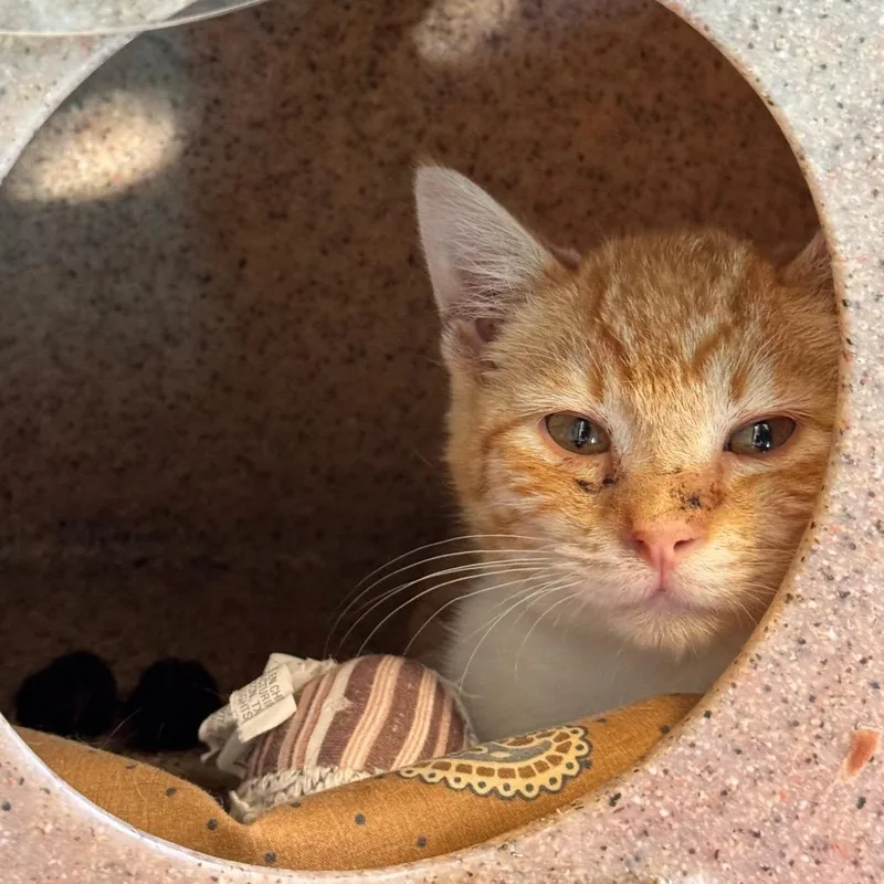 Peachpitt thumbnail 2