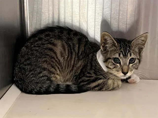 A baby small-sized female Domestic Short Hair cat named Juniper for adoption in Tustin, CA