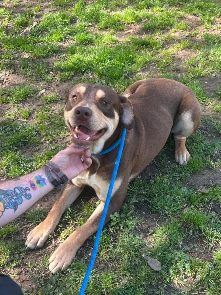 A young medium-sized male Pit Bull Terrier dog named Baxter for adoption in Benton, AR