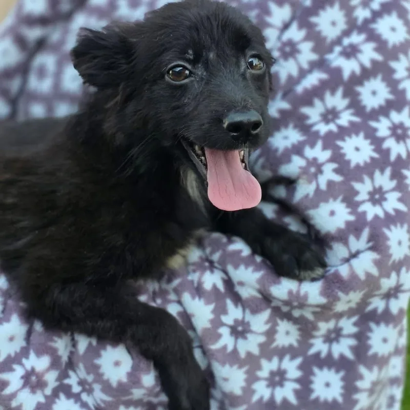 A baby medium-sized male Black Mixed Breed dog named Tairn for adoption in Orland Park, IL