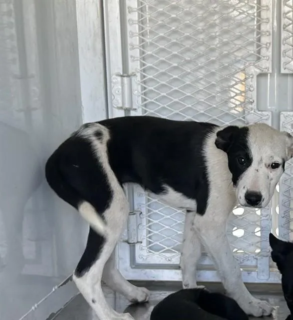 A baby small-sized female Border Collie dog named Sofia for adoption in Stockton, CA