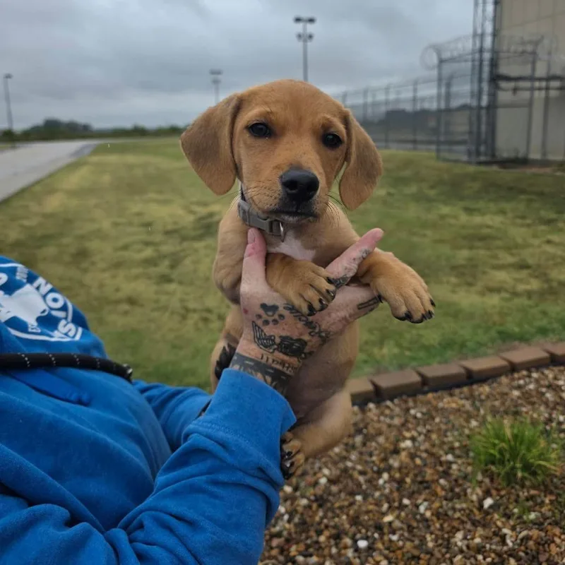 A baby small-sized female Brown / Chocolate Australian Shepherd dog named Sazerac for adoption in Jackson, MO
