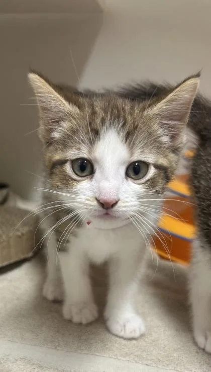 A baby small-sized female Domestic Short Hair cat named Chip for adoption in West Chester, PA