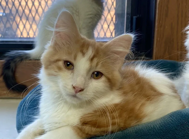 A young medium-sized male Orange & White Domestic Long Hair cat named Firework for adoption in Fargo, ND