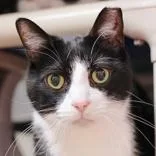 A senior large-sized male Black & White / Tuxedo Domestic Short Hair cat named Theon for adoption in Hilliard, OH
