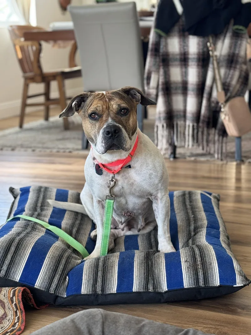 An adult medium-sized female White / Cream Pit Bull Terrier dog named Loreta for adoption in Los Angeles, CA
