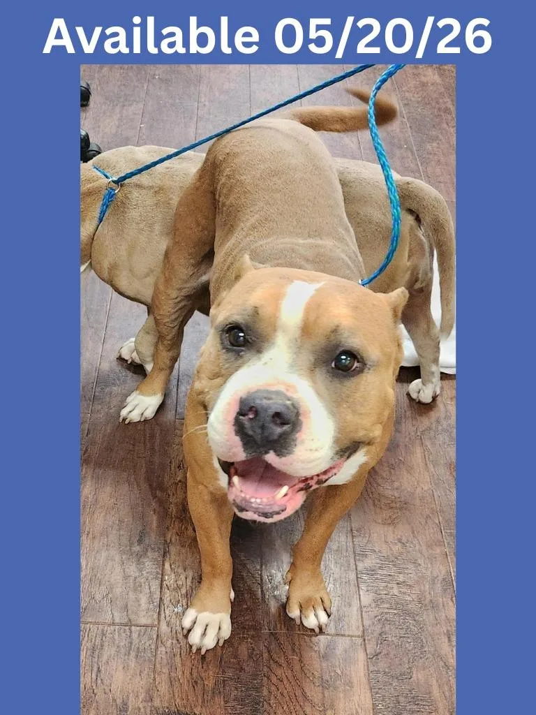 A young medium-sized male Staffordshire Bull Terrier dog named Dog Kennel for adoption in Greenville, TX