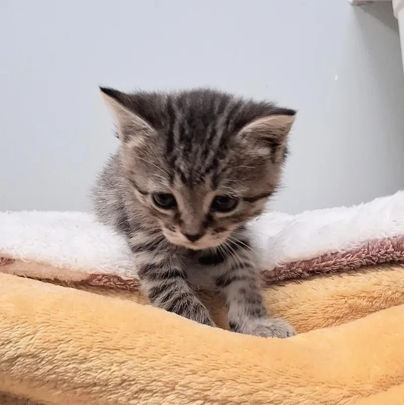 A baby medium-sized female Tabby (Gray / Blue / Silver) Domestic Short Hair cat named Mae for adoption in Charleston, SC