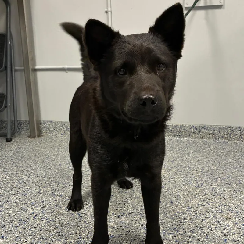 An adult medium-sized female Black Mixed Breed dog named Navy for adoption in Greenville, SC