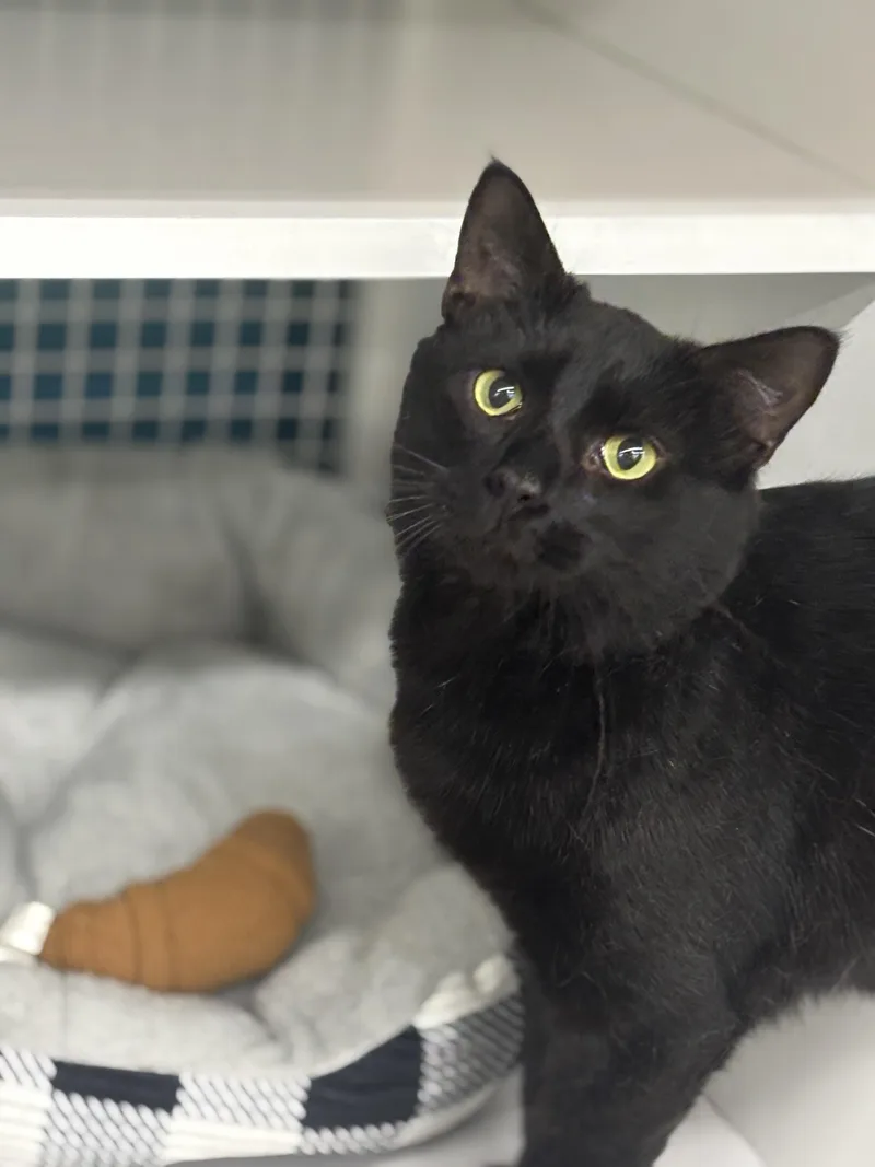 Officer Noggin thumbnail 2