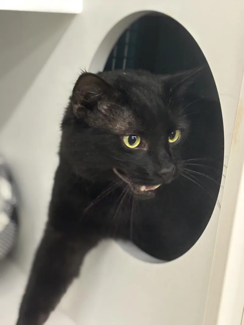 Officer Noggin thumbnail 3