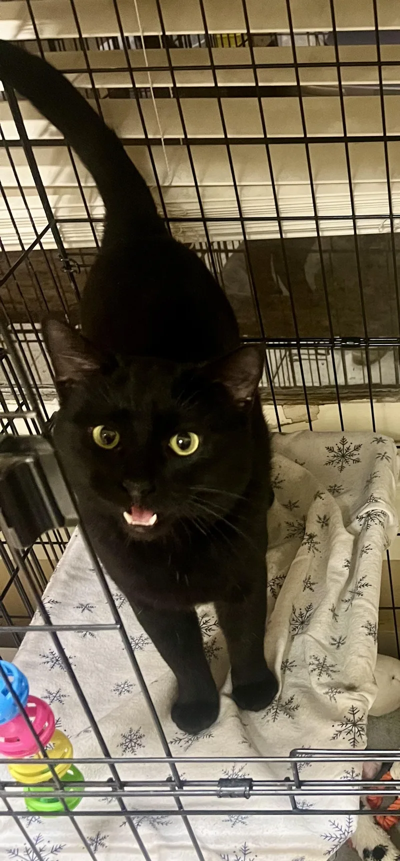 Officer Noggin thumbnail 4