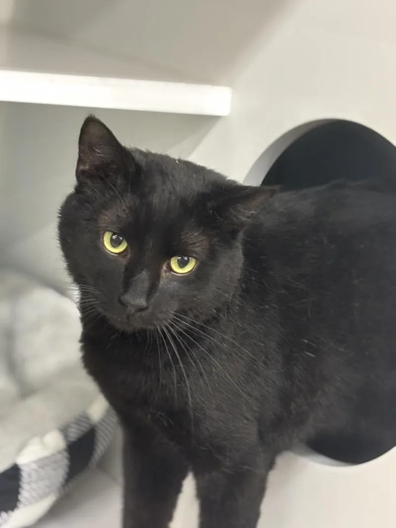 Officer Noggin thumbnail 5