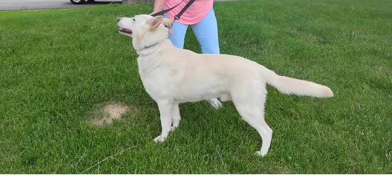 An adult large-sized male German Shepherd Dog dog named Bones for adoption in Bloomington, IN