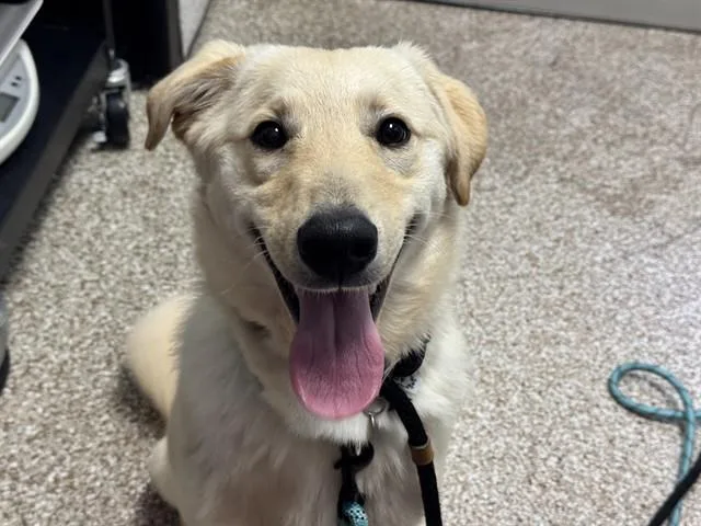 A young medium-sized male Golden Retriever dog named Lenny for adoption in Pueblo, CO
