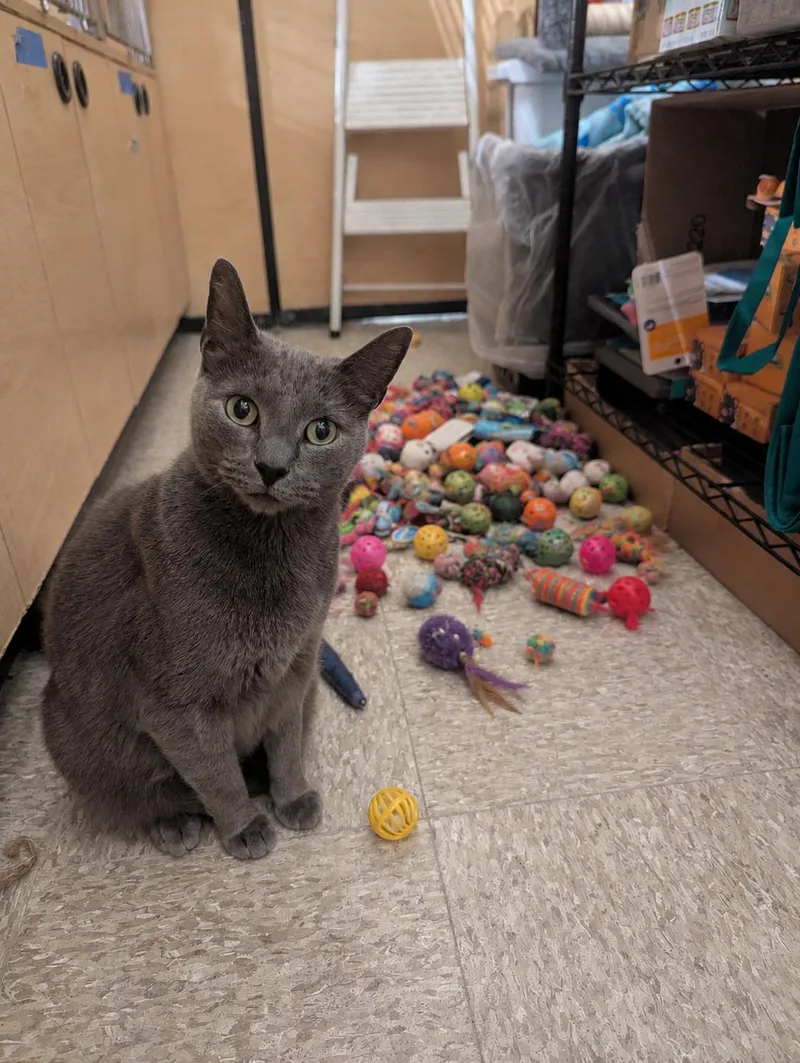 A young large-sized male Gray / Blue / Silver Russian Blue cat named Slate for adoption in Medford, NJ