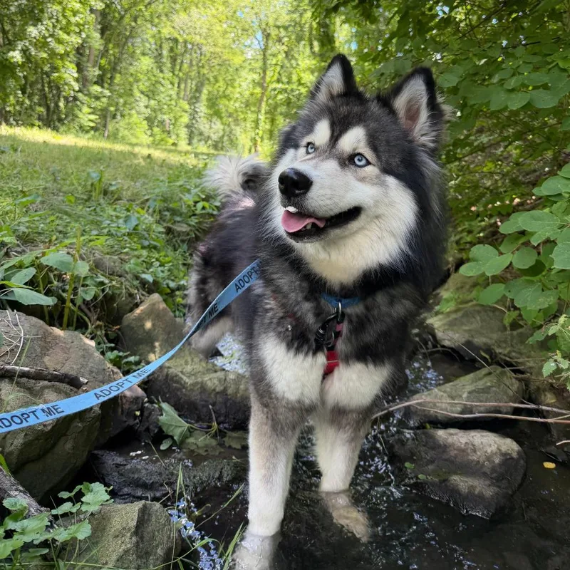 An adult medium-sized female Black Mixed Breed dog named Tala for adoption in Fairport, NY
