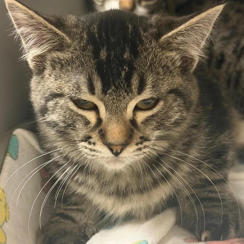 Louie
