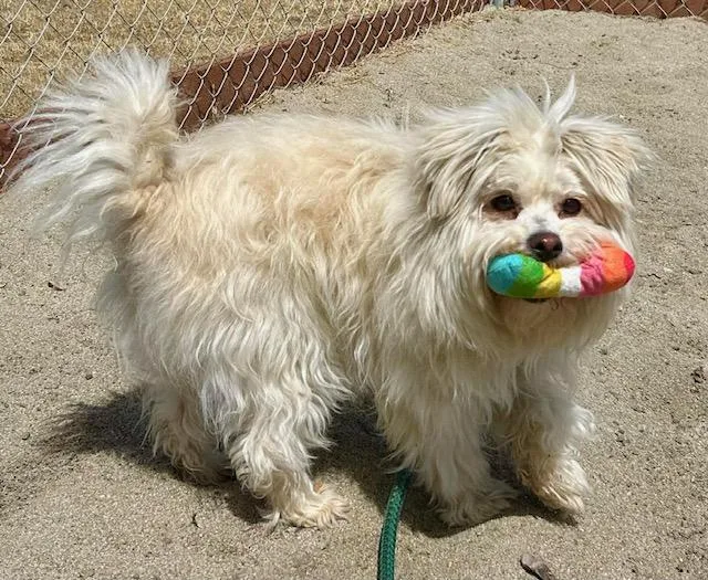 A young small-sized female Maltese dog named Peaches for adoption in Salinas, CA