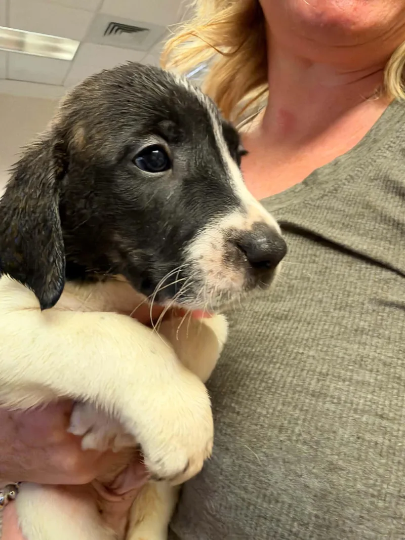 A baby large-sized male Anatolian Shepherd dog named Chucky Halloween Litter for adoption in Holly Springs, NC