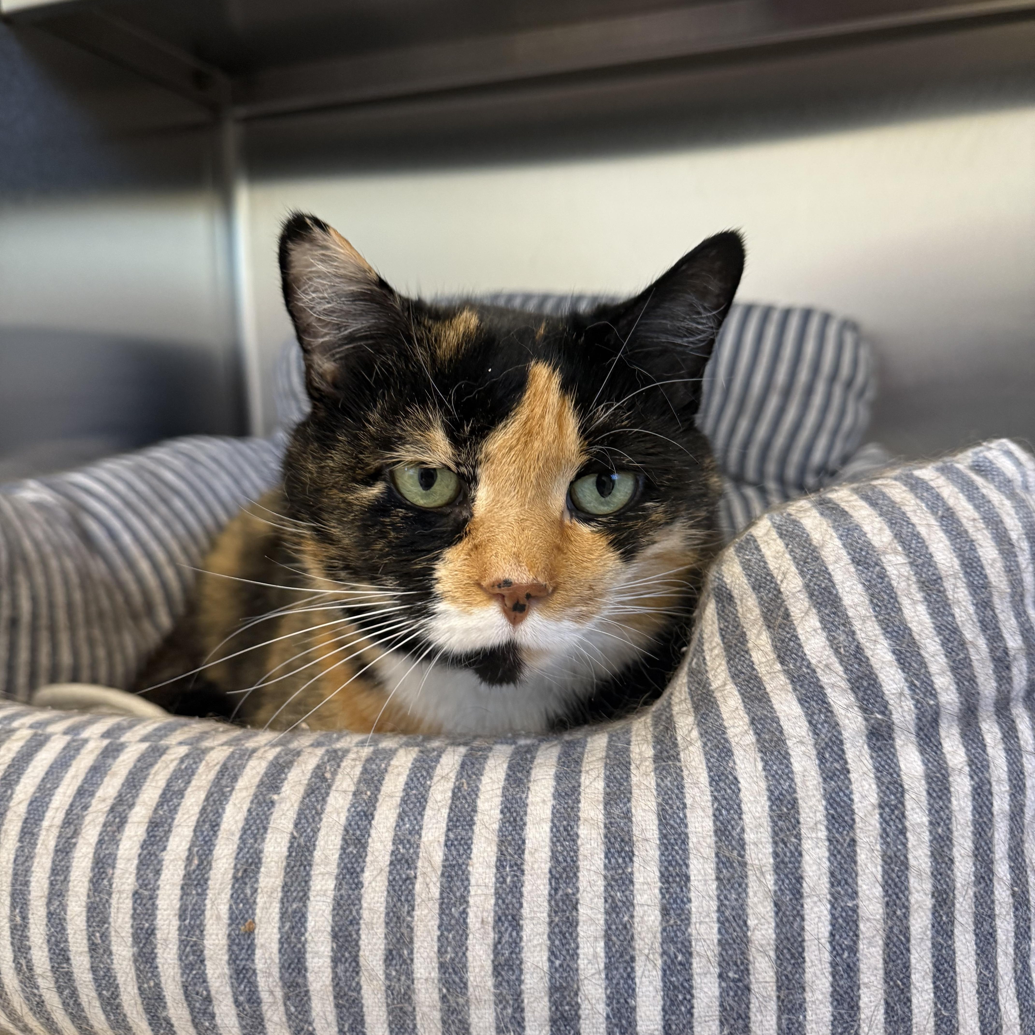 A senior large-sized female Domestic Short Hair cat named Pixie for adoption in Brownsville, VT