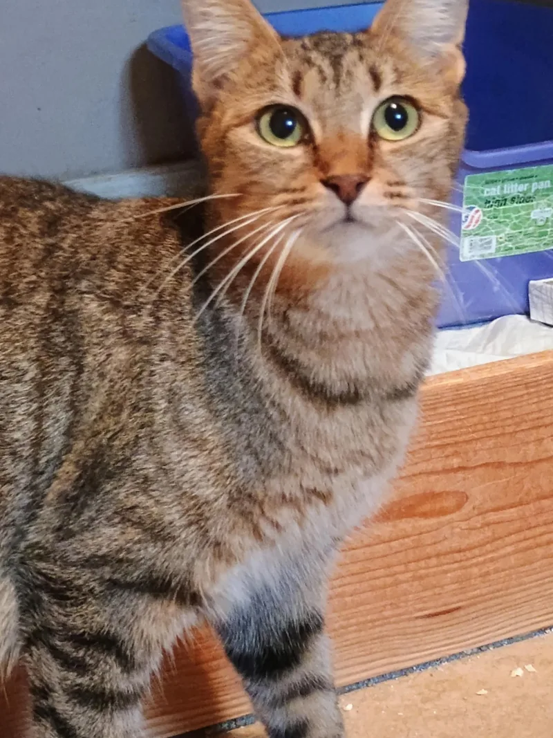 A young medium-sized female Tabby cat named Seraphina for adoption in Bradenton, FL