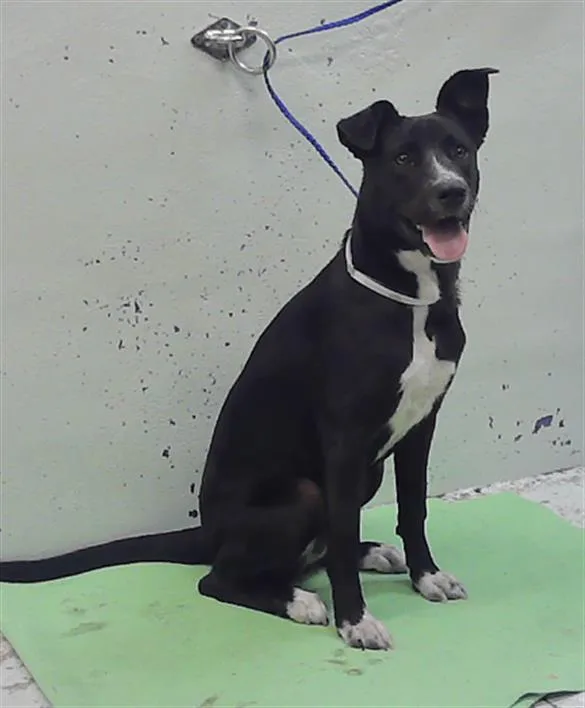 A young medium-sized female Labrador Retriever dog named Lulu for adoption in Houston, TX