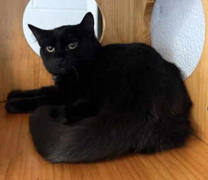 A baby medium-sized female Domestic Short Hair cat named Sweet Pea for adoption in Conway, SC