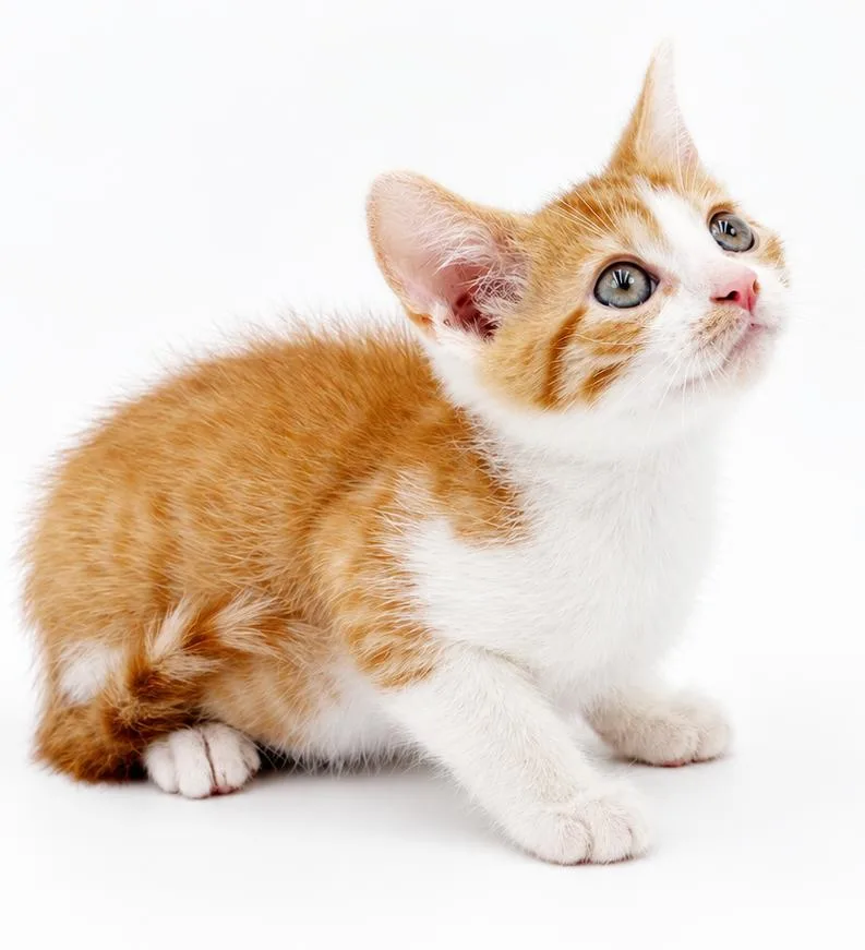 A baby small-sized male Orange / Red Tabby cat named Maddox is AMAZING  for adoption in Bedford Hills, NY
