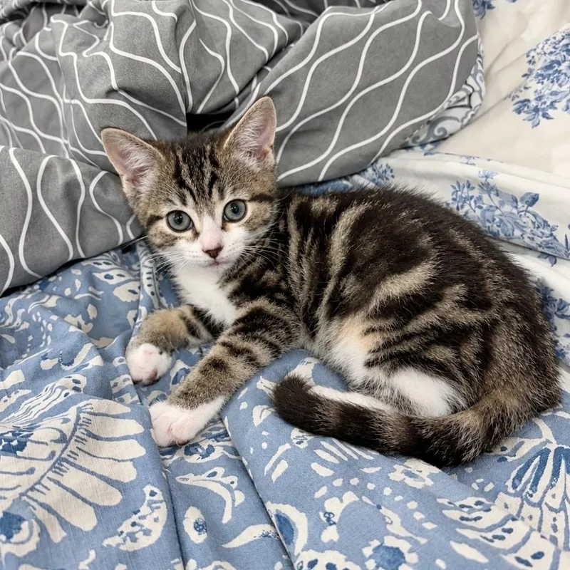 A baby medium-sized female Tabby (Brown / Chocolate) Domestic Short Hair cat named Glimmer for adoption in Moriches, NY