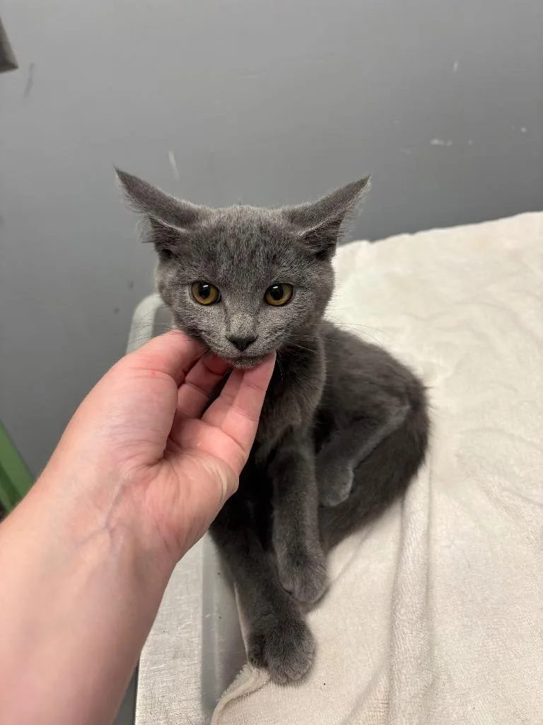 A baby medium-sized female Domestic Short Hair cat named Haribo for adoption in Bloomington, IN