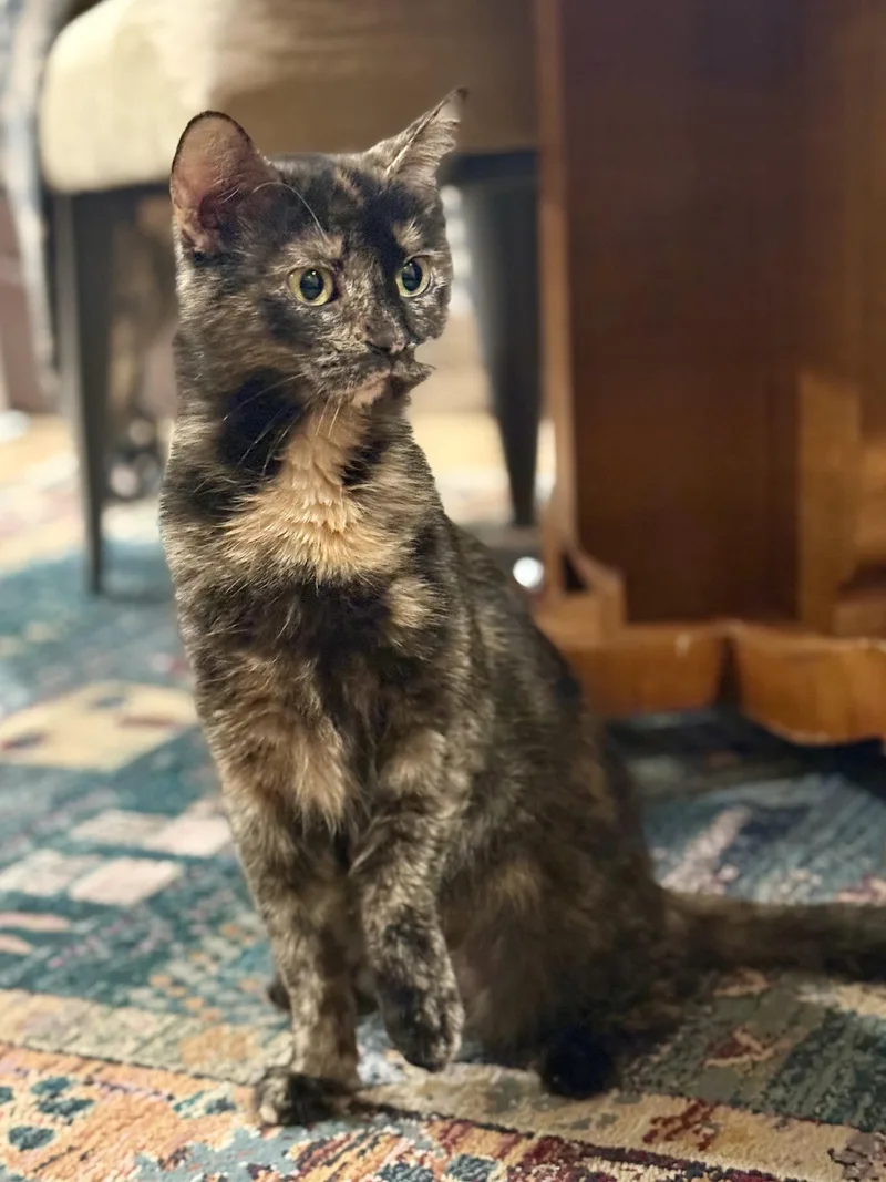 A young medium-sized female Tortoiseshell Domestic Short Hair cat named Carmel Corn for adoption in Pewaukee, WI