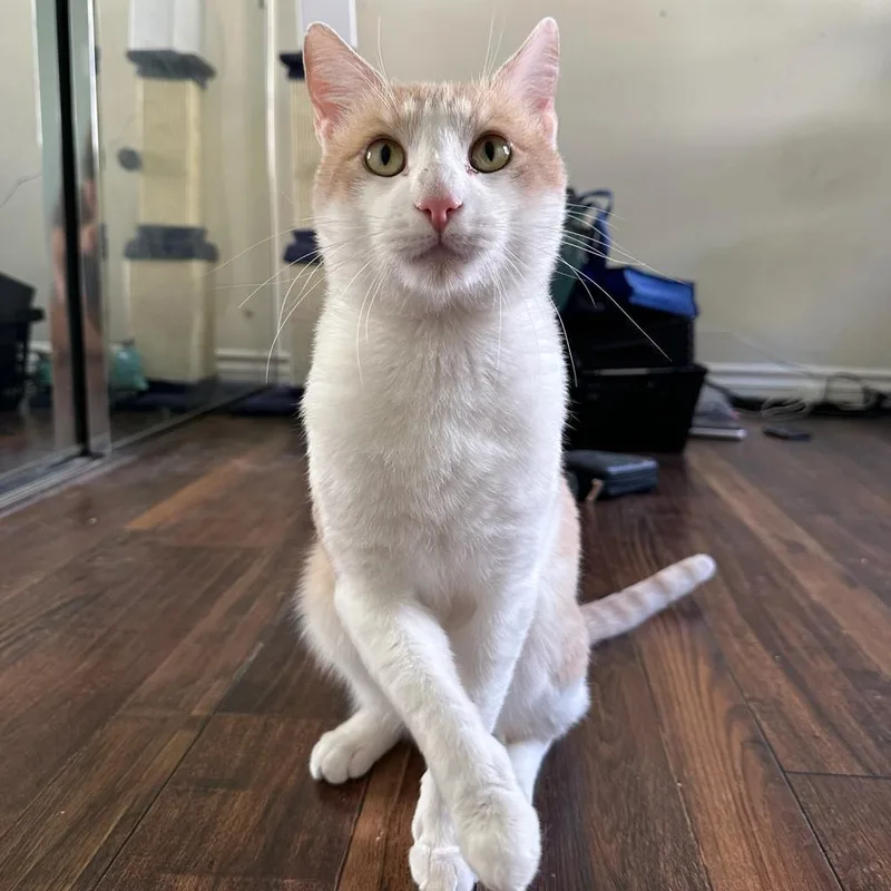 An adult small-sized male Orange / Red Domestic Short Hair cat named Andy for adoption in Brea, CA