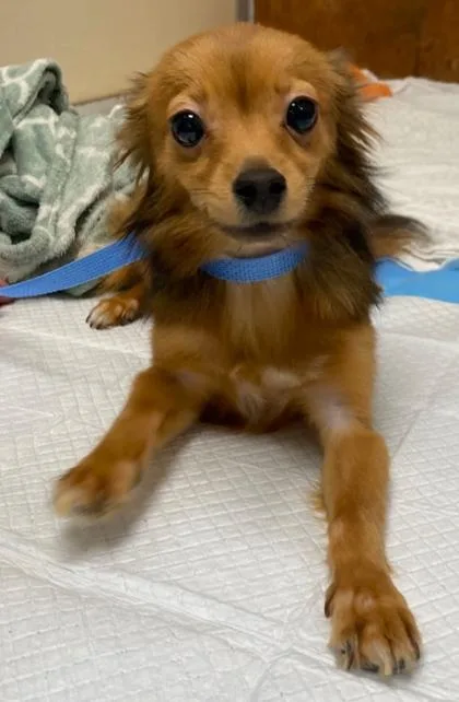A young small-sized male Pomeranian dog named Gizmo for adoption in Burlington, WA