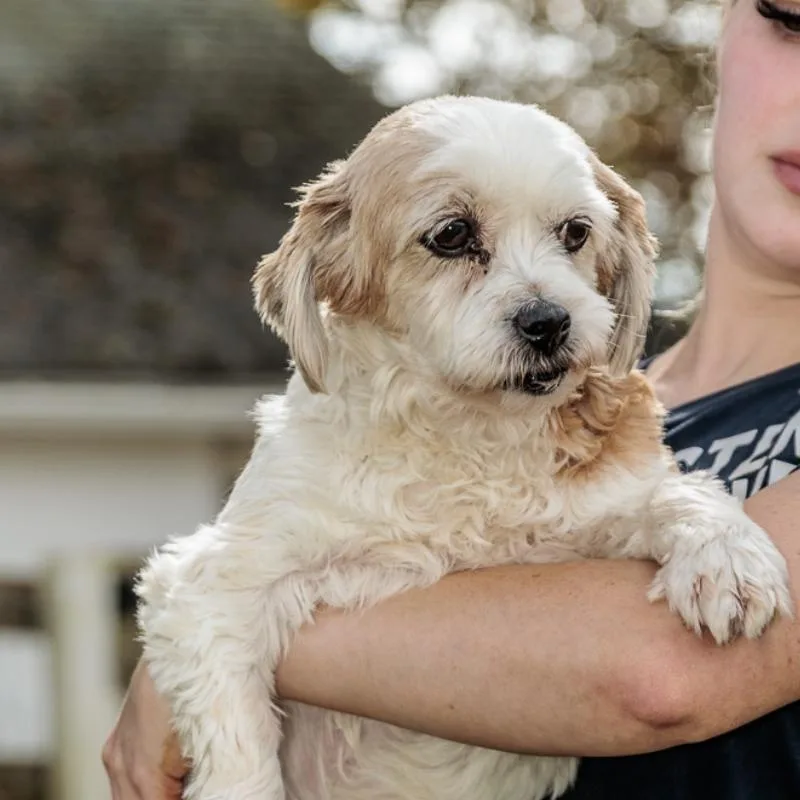 A young small-sized female Poodle dog named Collete for adoption in Chester Springs, PA