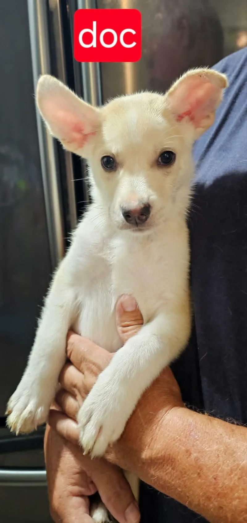 A baby medium-sized male Cattle Dog dog named Doc for adoption in Fort Worth, TX