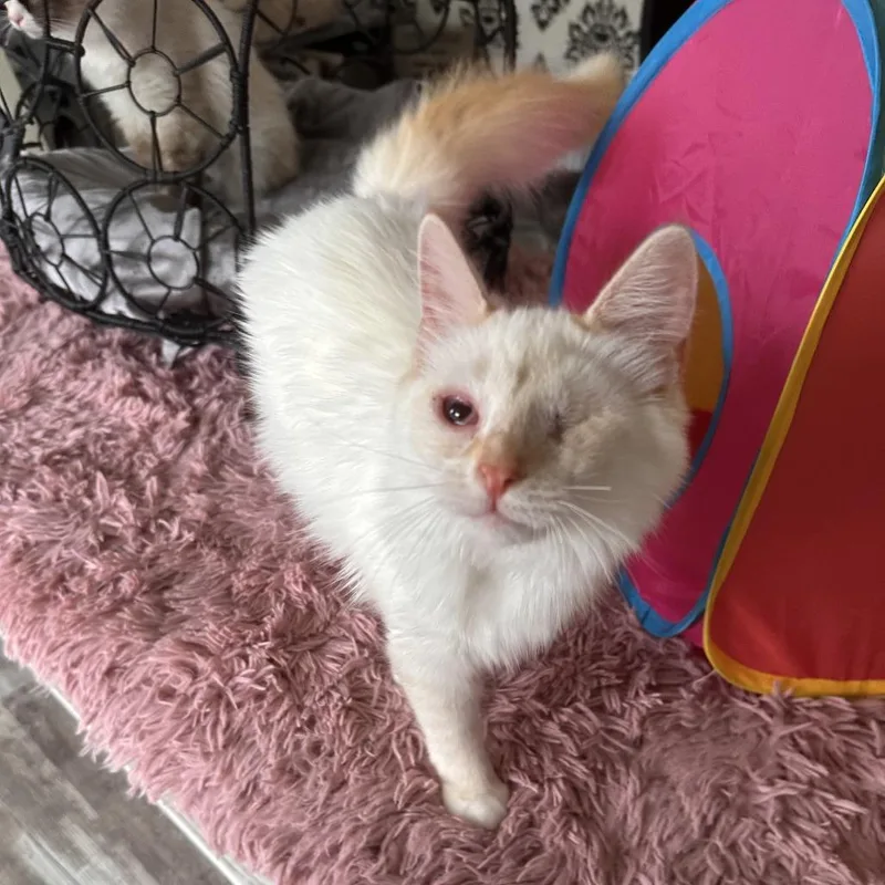 A young small-sized male Flame Point Domestic Long Hair cat named Tofu for adoption in Greensburg, PA