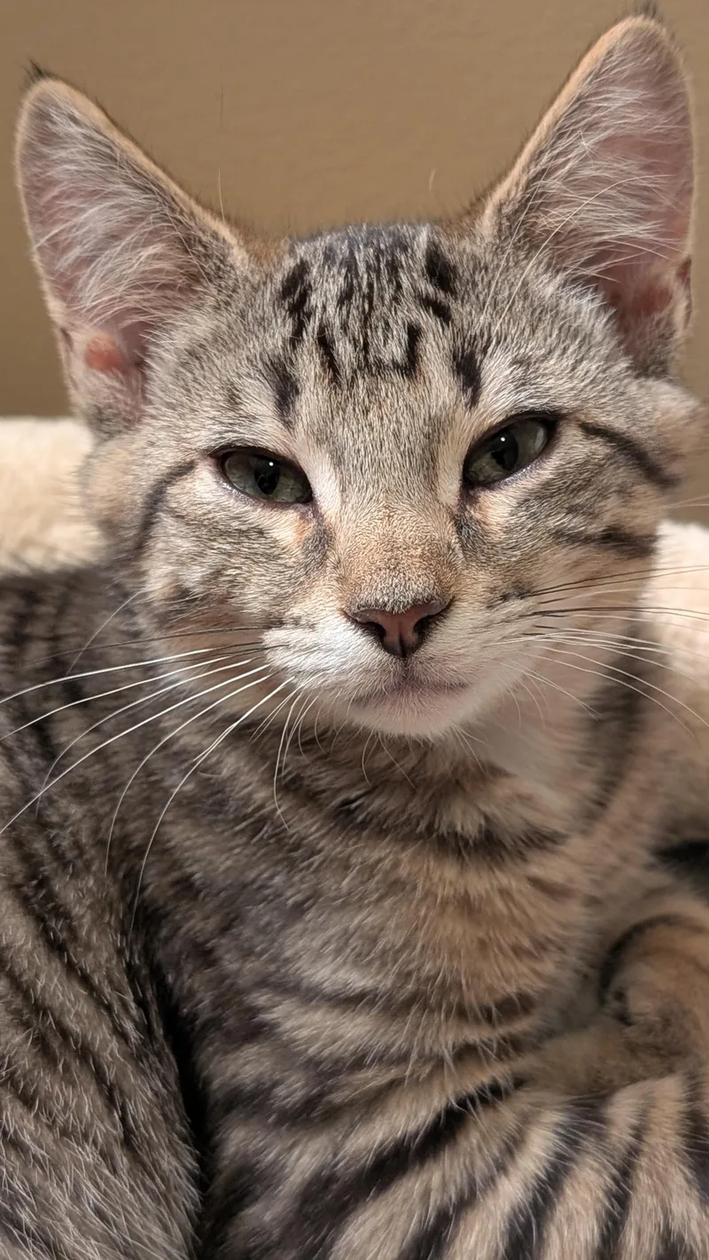 Franklin thumbnail 2