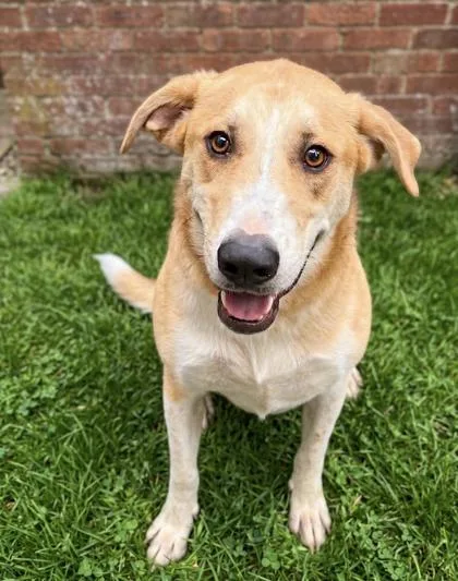 An adult medium-sized male Labrador Retriever dog named Odin for adoption in Bowling Green, KY