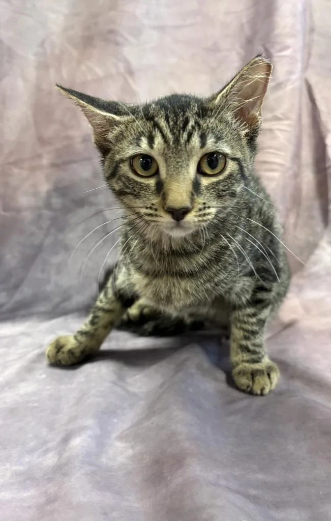 A baby medium-sized female Domestic Short Hair cat named Emma for adoption in Springfield, GA